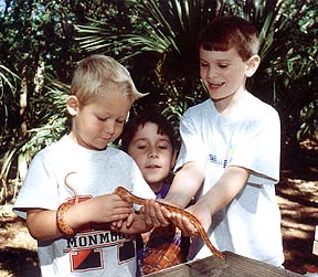 3 boys examine red rat snake