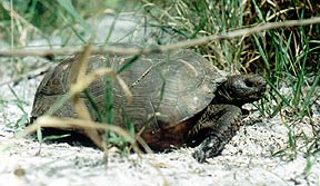 gopher tortoise