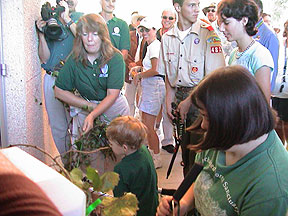 Cutting of the grape vine ribbon.