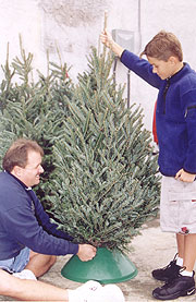 Bakers prepare christmas tree