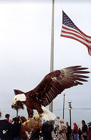 An eagle spreads her wings.