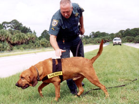 Brevard bloodhound