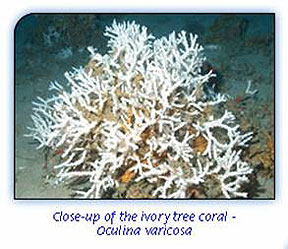 ivory tree coral - oculina varicosa