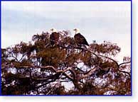 Eagles on the St. Johns River