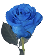 APHF's blue rose'