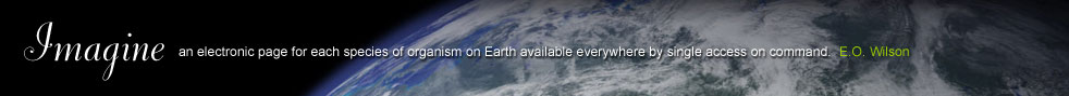 The Encyclopedia of Life link