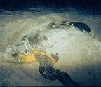 Loggerhead Sea Turtle nesting.