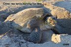 Green sea turtle burying her nest