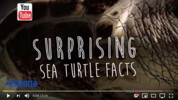 Oceana presents surprising sea turtle facts.