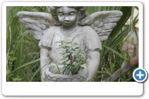 Angel in the Butterfly Garden