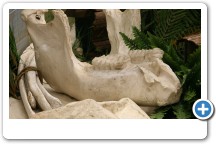 Mastodon jaw and other bones