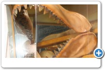 Megalodon Jaw