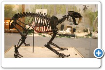 Smilidon Saber-tooth
