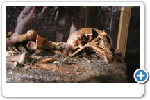 Windover Skeleton Found in Titusville