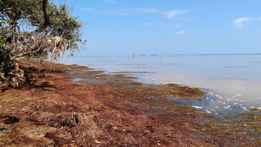 Dead sea grass on the Indian River Lagoon