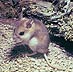 Southeastern beach mouse