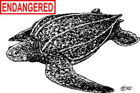 Leatherback Sea Turtle information