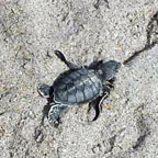 Green Sea Turtle hatchling.