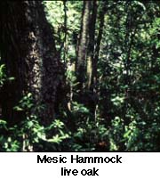 Mesic - Live Oak
