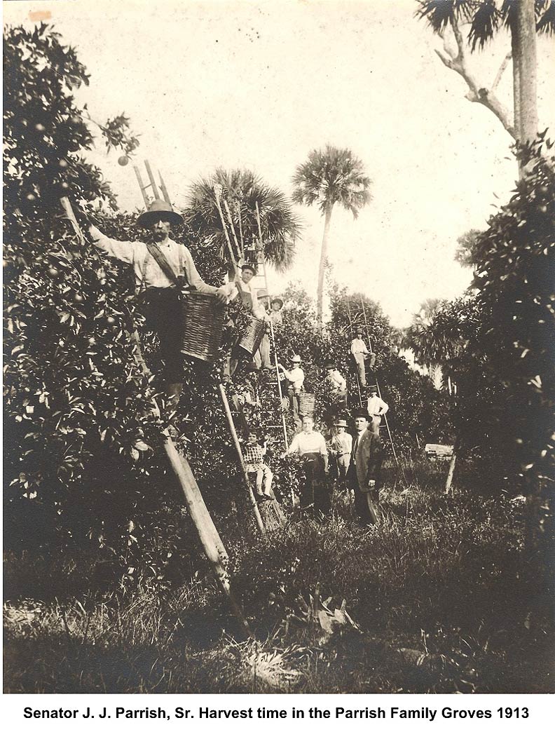 Harvest time in the Parrish Family Groves - 1913.