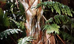 Wuesthoff Ferns