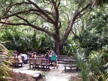 Ancient Oak Amphitheater in the Enchanted Forest Sanctuary