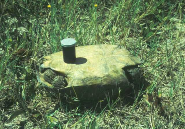 Female Gopher tortoise