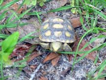 baby gopher tortoise
