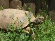 Old gopher tortoise 9/22/10