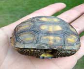 Baby Gopher Tortoise #1