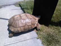 Gopher tortoise?