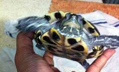 small turtle - vastu