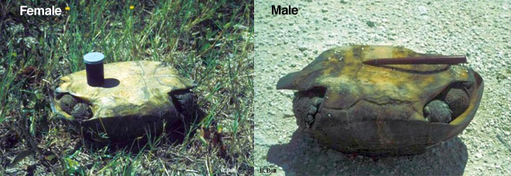 Female & Male Gopher tortoises