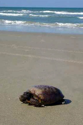 gopher Tortoise on the beach