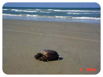 Tortoise at the seashore.