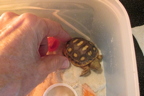 Baby gopher tortoise - sick?