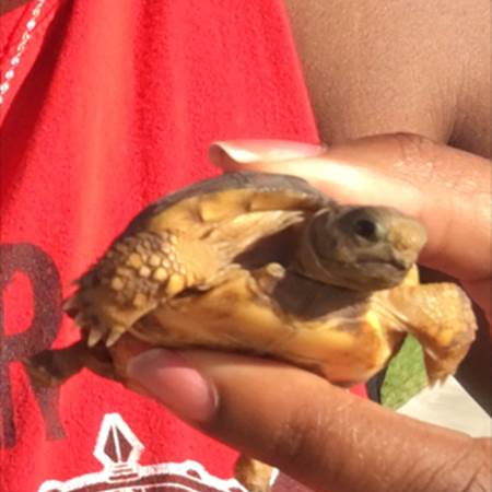Hatchling gopher tortoise