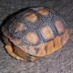 A youhg Gopher tortoise