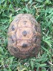Ia this a Gopher Tortoise?