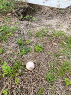 egg alone outside burrow