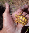 Photo of baby gopher tortoise
