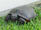 Elaine's gopher tortoise