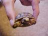 Greg's baby gopher tortoise #1