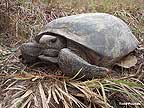 Todds Gopher Tortoise Picture