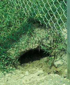 Gopher tortoise burrow #2