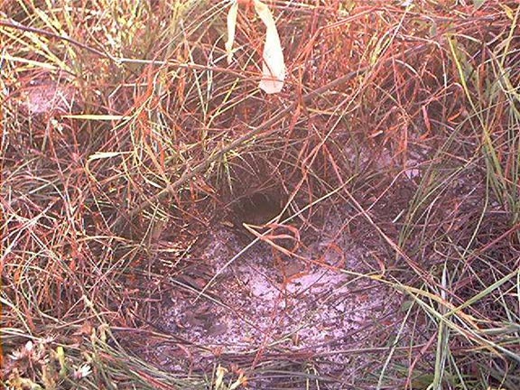 Juvenile gopher tortoise burrow.