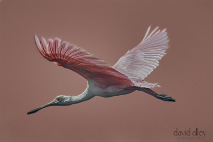 Roseate Spoonbills are a familiar sight in the St. John's river.