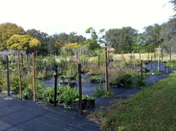 Our corner of the Tree Farm. Click for enlargement opening in a new window.