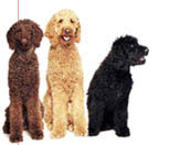 Poodles that need a loving family