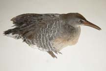 Limpkin